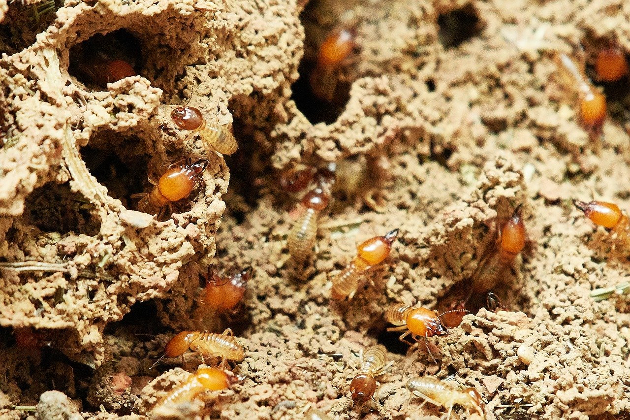 How Do Pest Control Services Get Rid Of Termites?