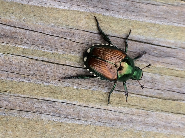 beetle pest control