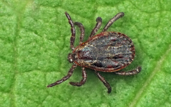 How To Get Rid Of Ticks In Your Yard: A Complete Guide