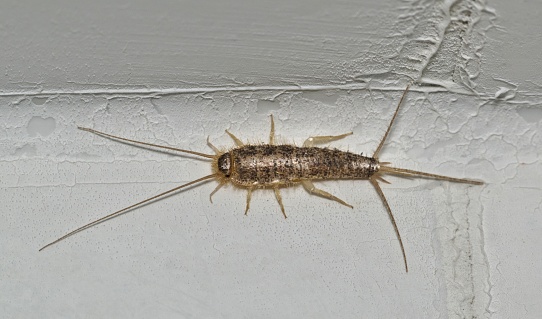 How To Get Rid Of Silverfish