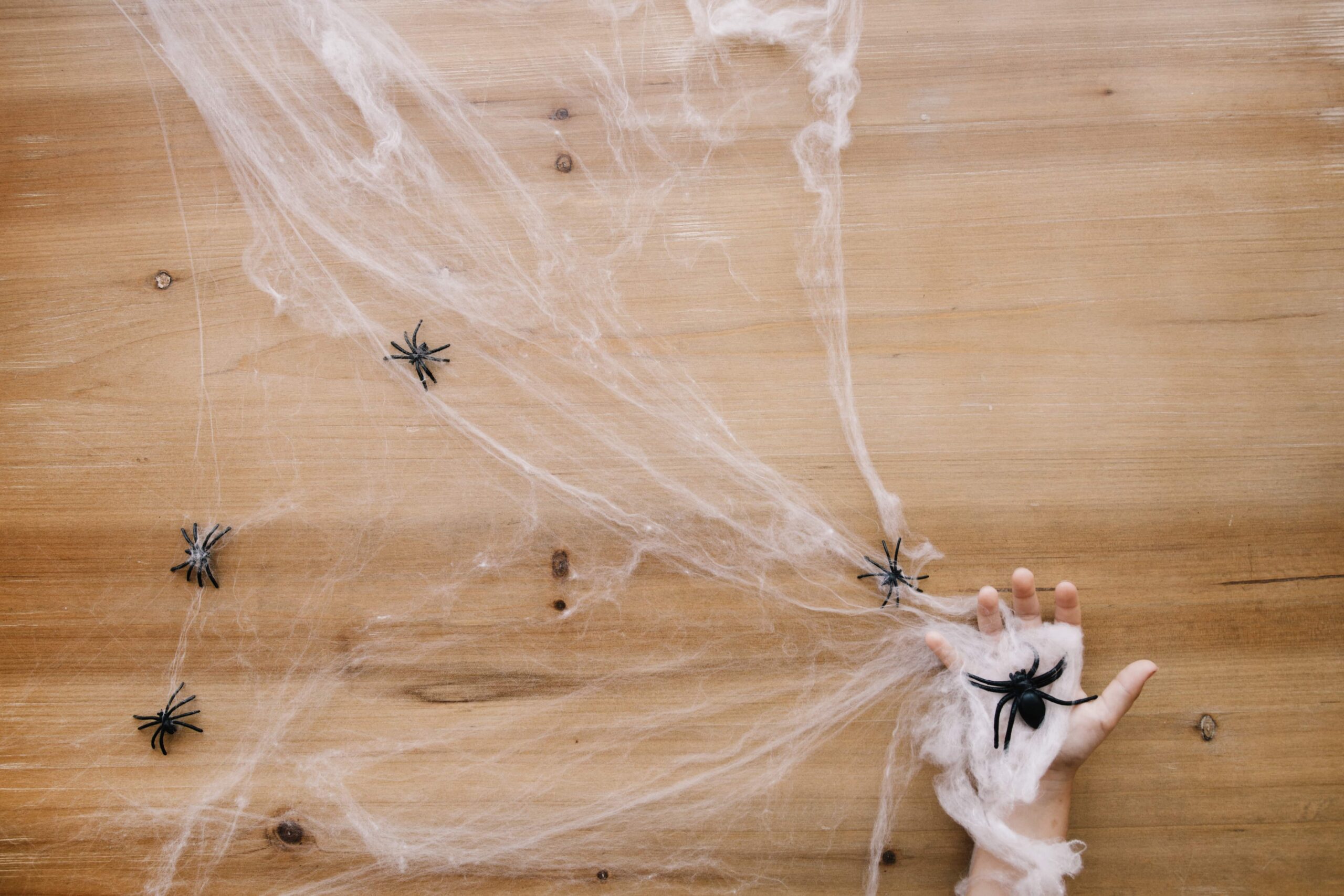 Close-up of a spider crawling indoors near a window, illustrating common entry points into homes.