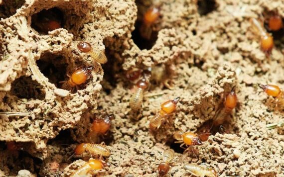 How to Identify Termite Infestation Early in Patna Homes