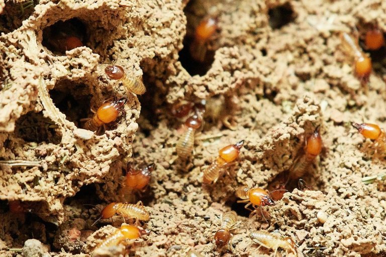 Spot termites early