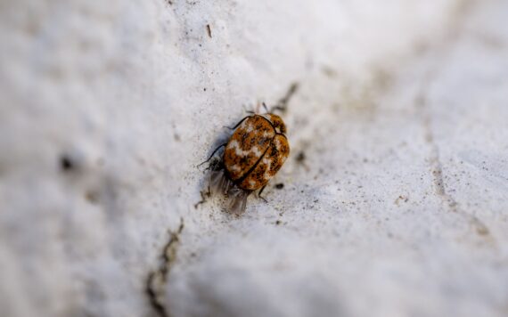 What Are the Health Risks of Delaying Bed Bug Pest Control in Surat ?