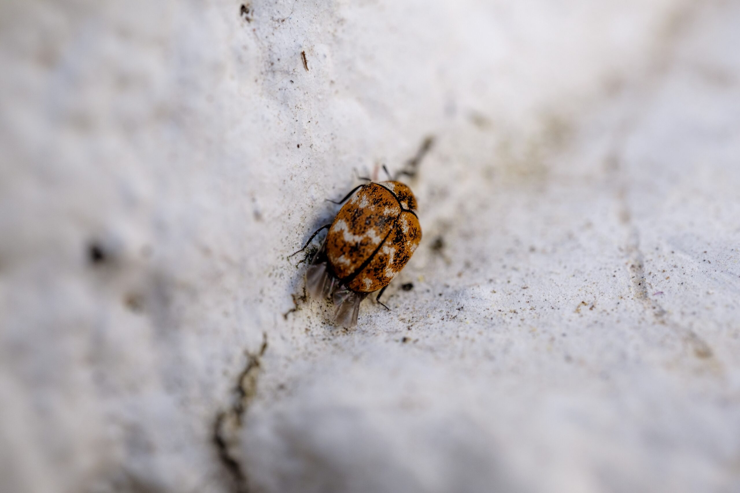 Bed Bug Pest Control