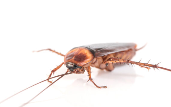 How Does Humidity Influence Cockroach Pest Control in Vapi ?