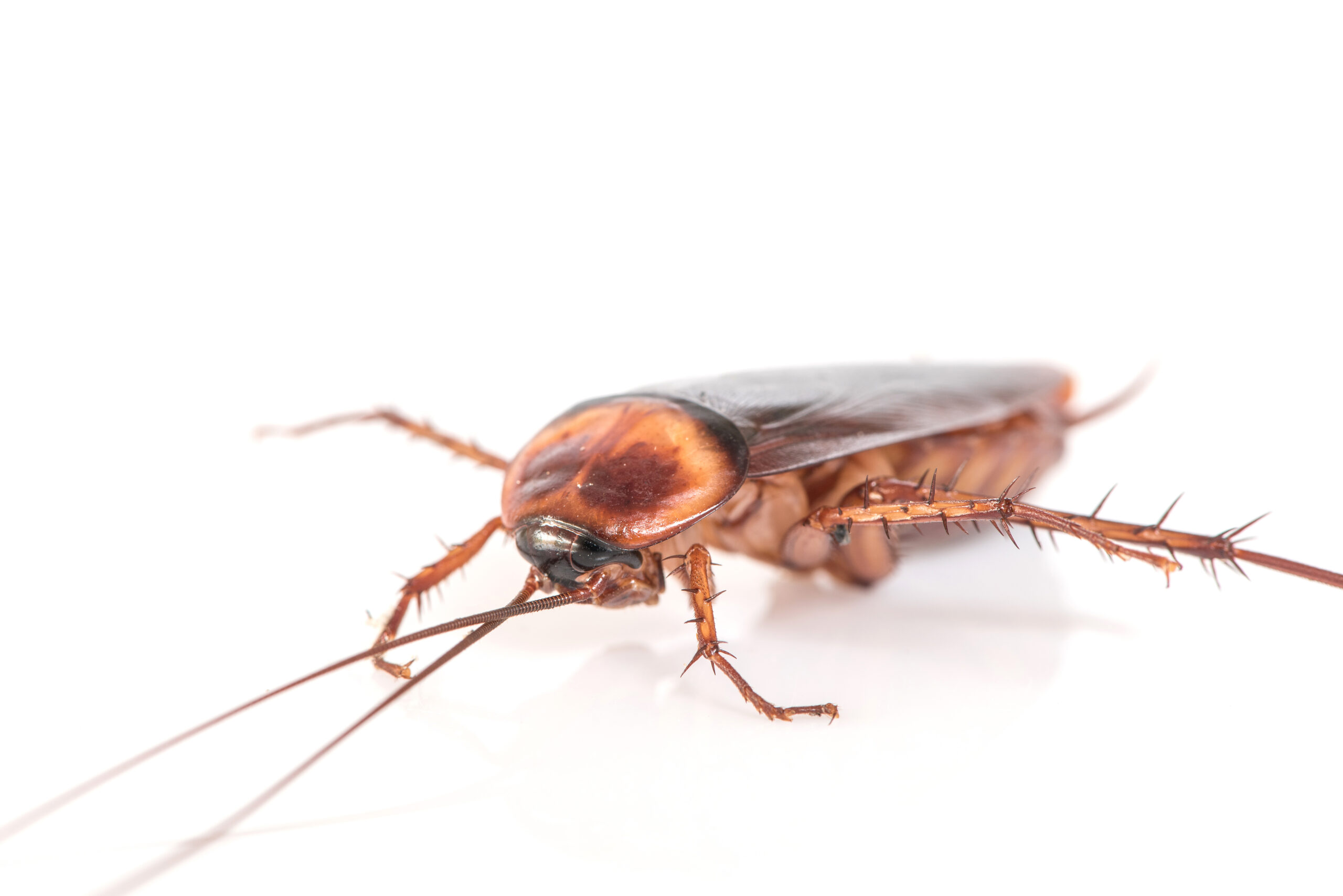 Cockroach Pest Control in Vapi