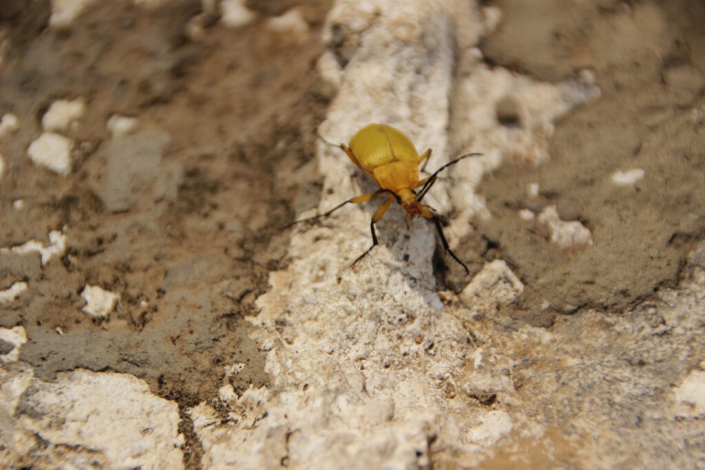 Termite Treatment In Ahmedabad 