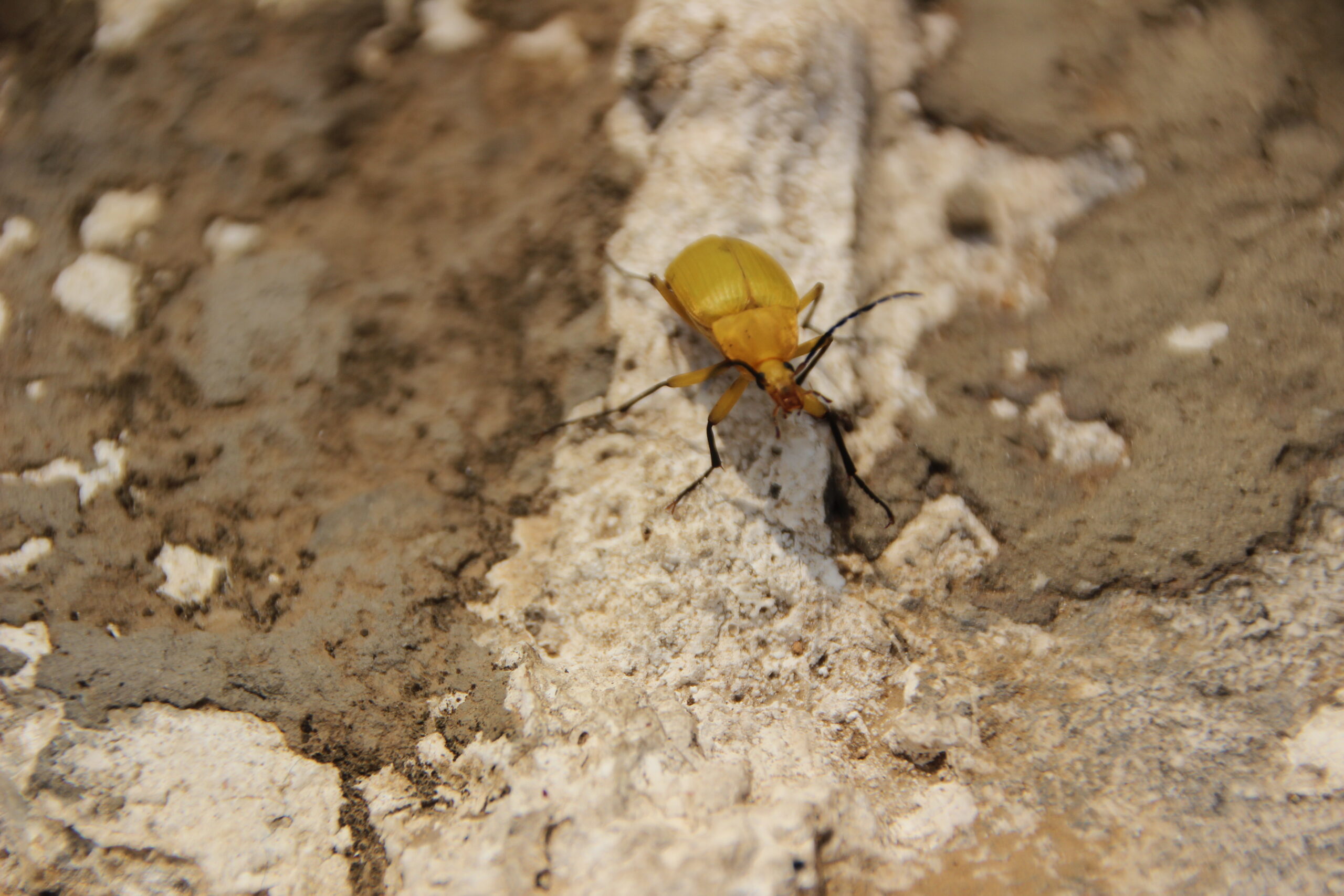 Termite Treatment In Ahmedabad